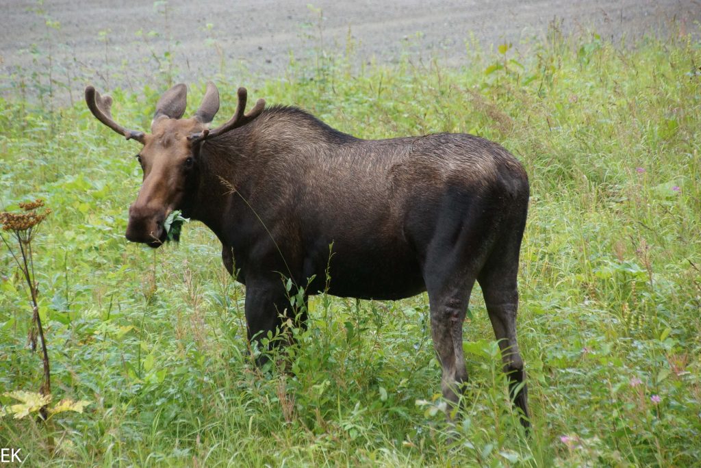 "Was bist Du denn für ein Vieh?" sagte das Moose zu SUMO