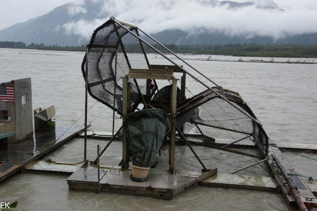 Fishwheel:Fischen für Dummys, alles geht automatisch, der Fluß treibt das Rad an.