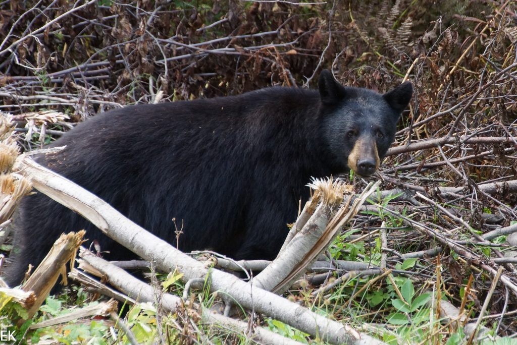 Wasn das für ein Riesen-Grizzly?