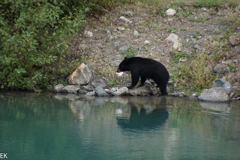 Mr. Black Bear