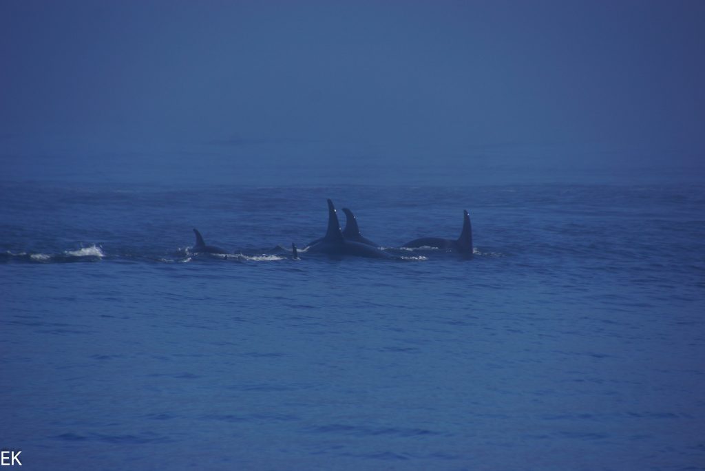 Orcas!