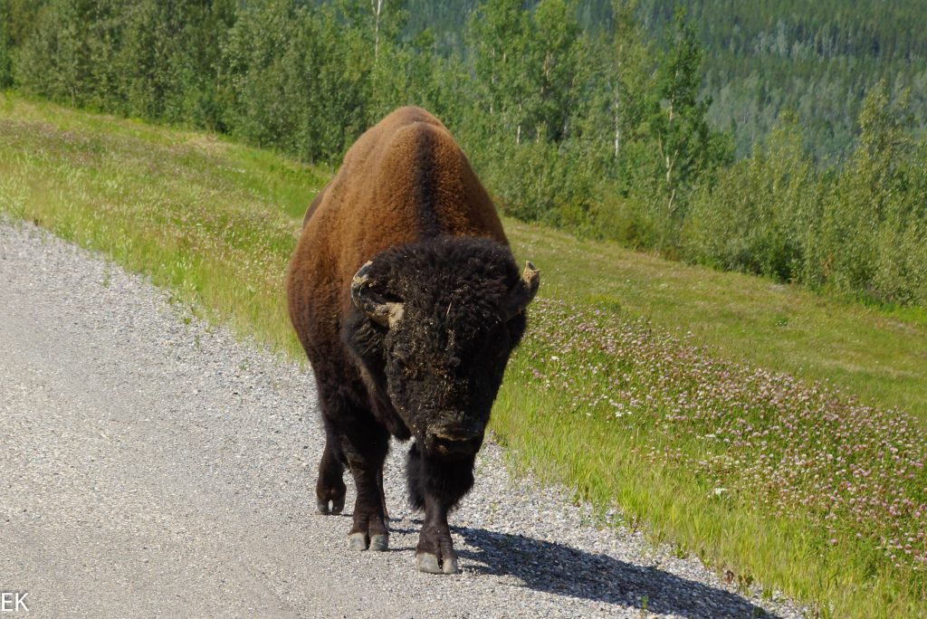  Bison at the road