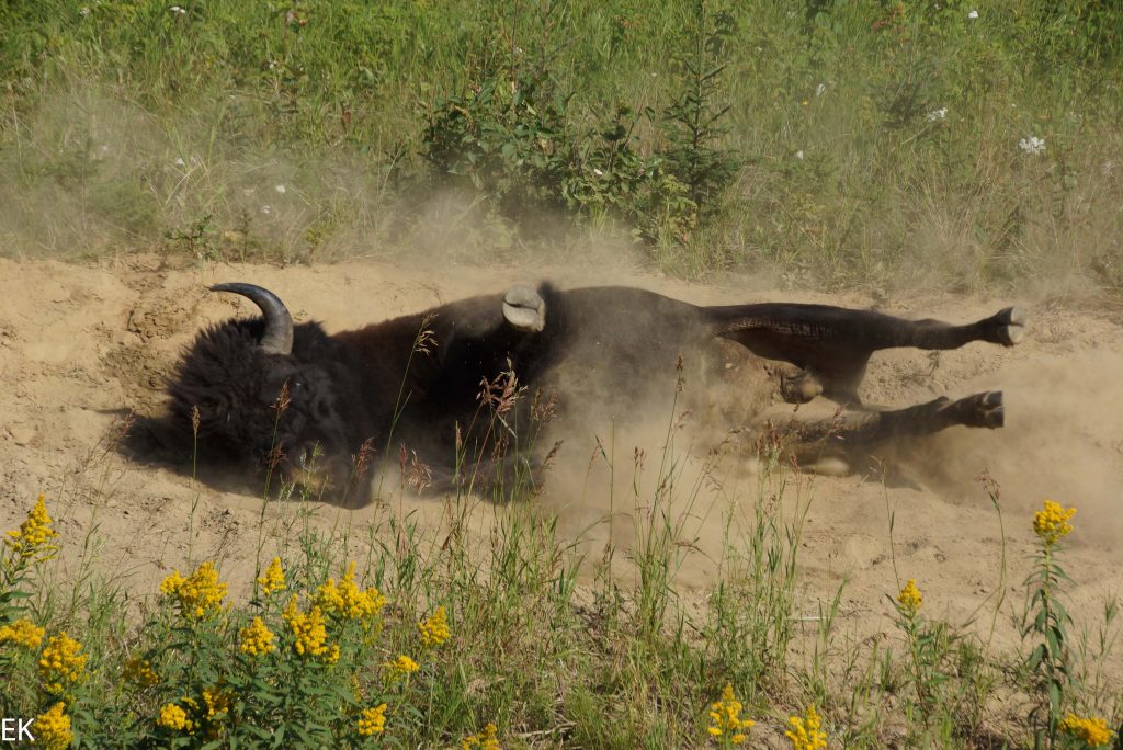 Bison bei der Fellpflege