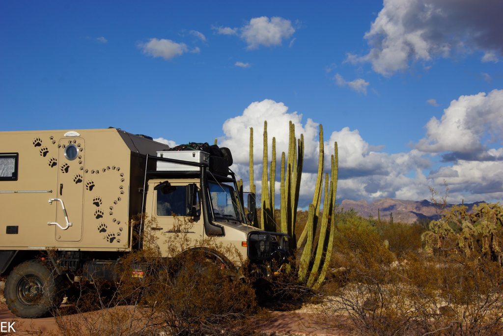 SUMO neben einem "Organ Pipe Cactus"